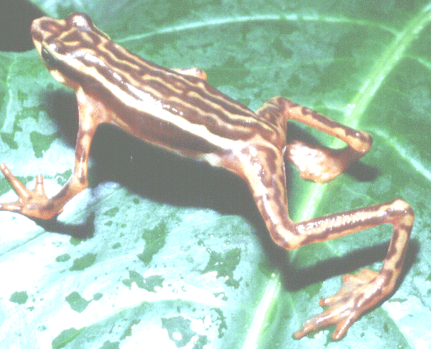 Atelopus-elegans