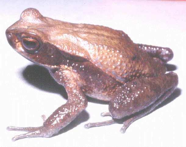 Bufo-haematiticus