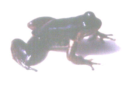 Colostethus-chocoensis