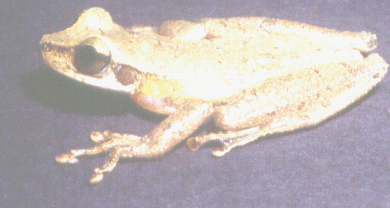 Colombian Academy of Sciences, Frogs of Colombia, by JDL&AGC