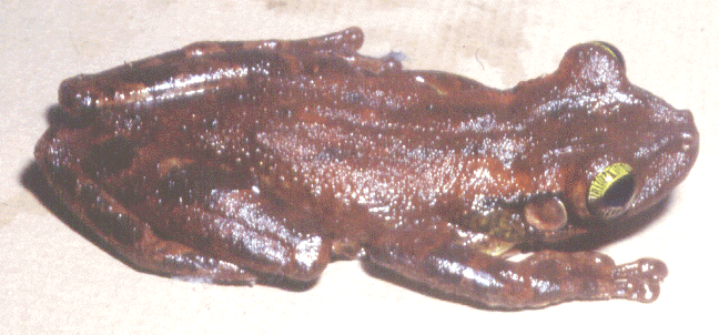 Osteocephalus-taurinus