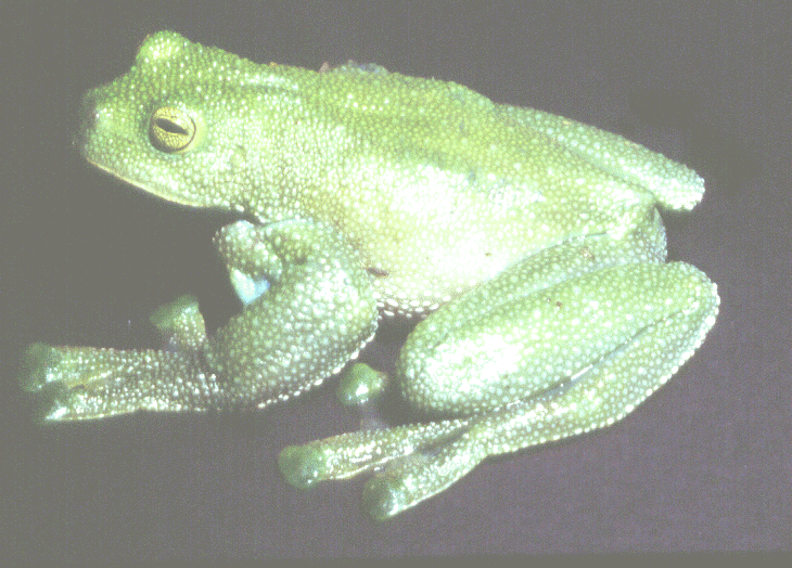 Centrolene-geckoideum.