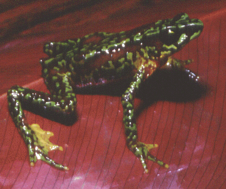 Atelopus-sonsonensis