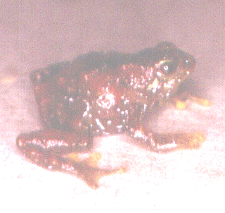 Atopophrynus-syntomopus
