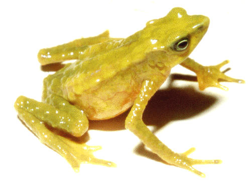 Colombian Academy of Sciences, Frogs of Colombia, by JDL&AGC